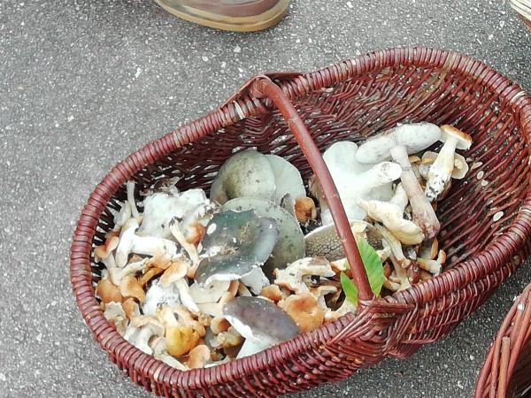 A la recherche des champignons