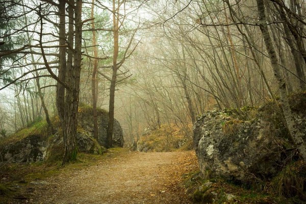 Sortie nature A l&rsquo;orée du bois