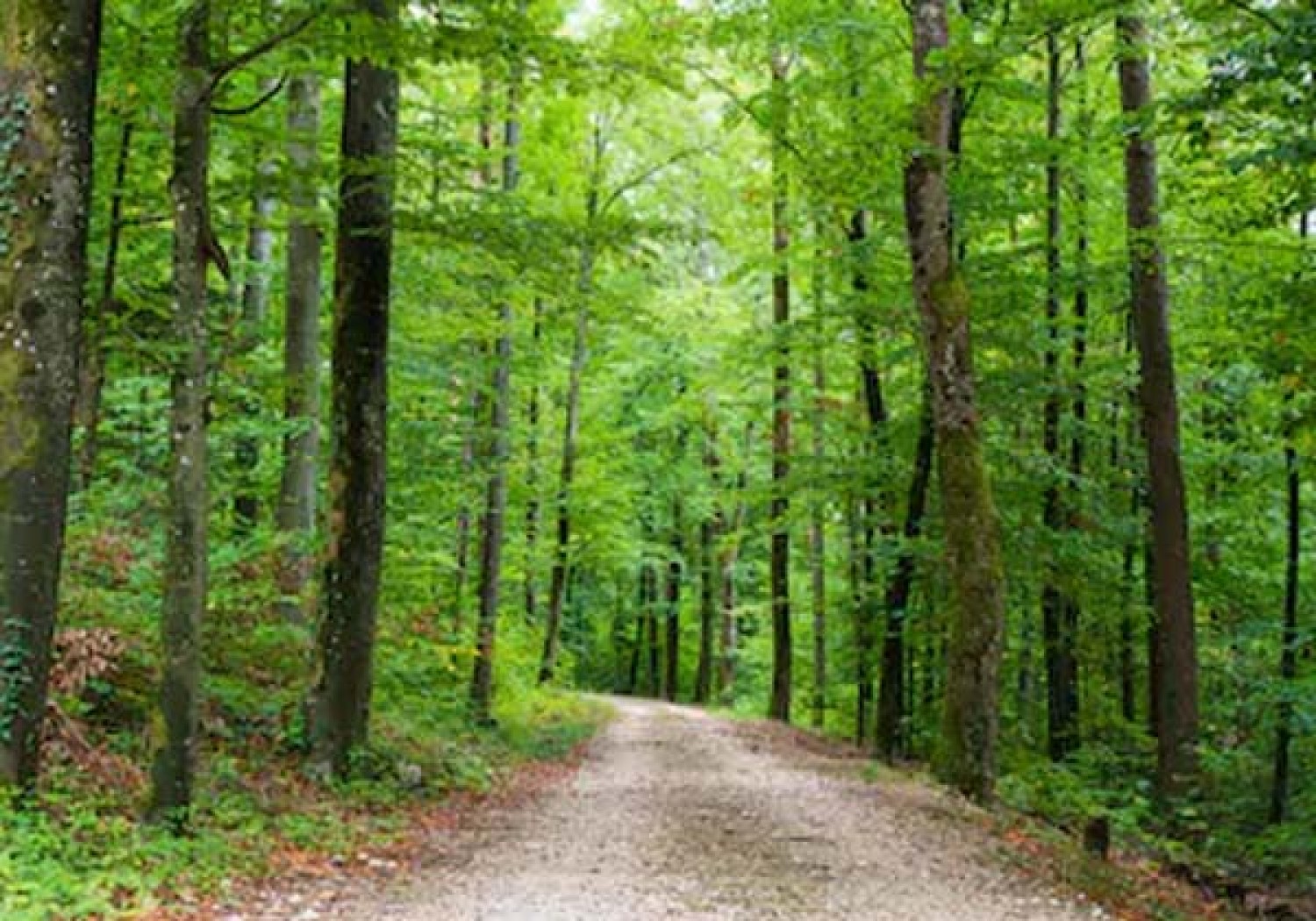 Mission forestus