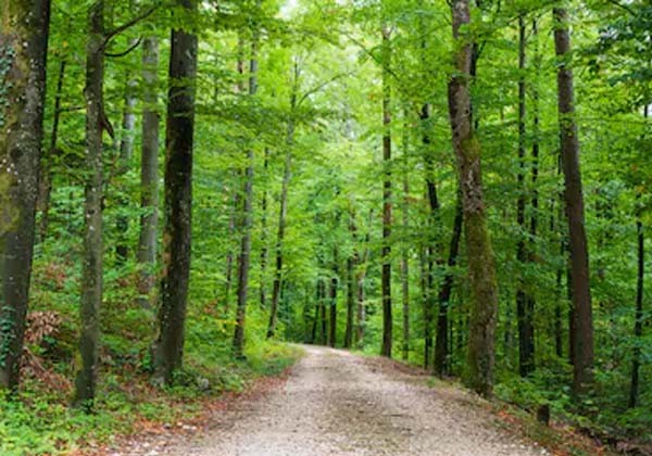 Mission forestus