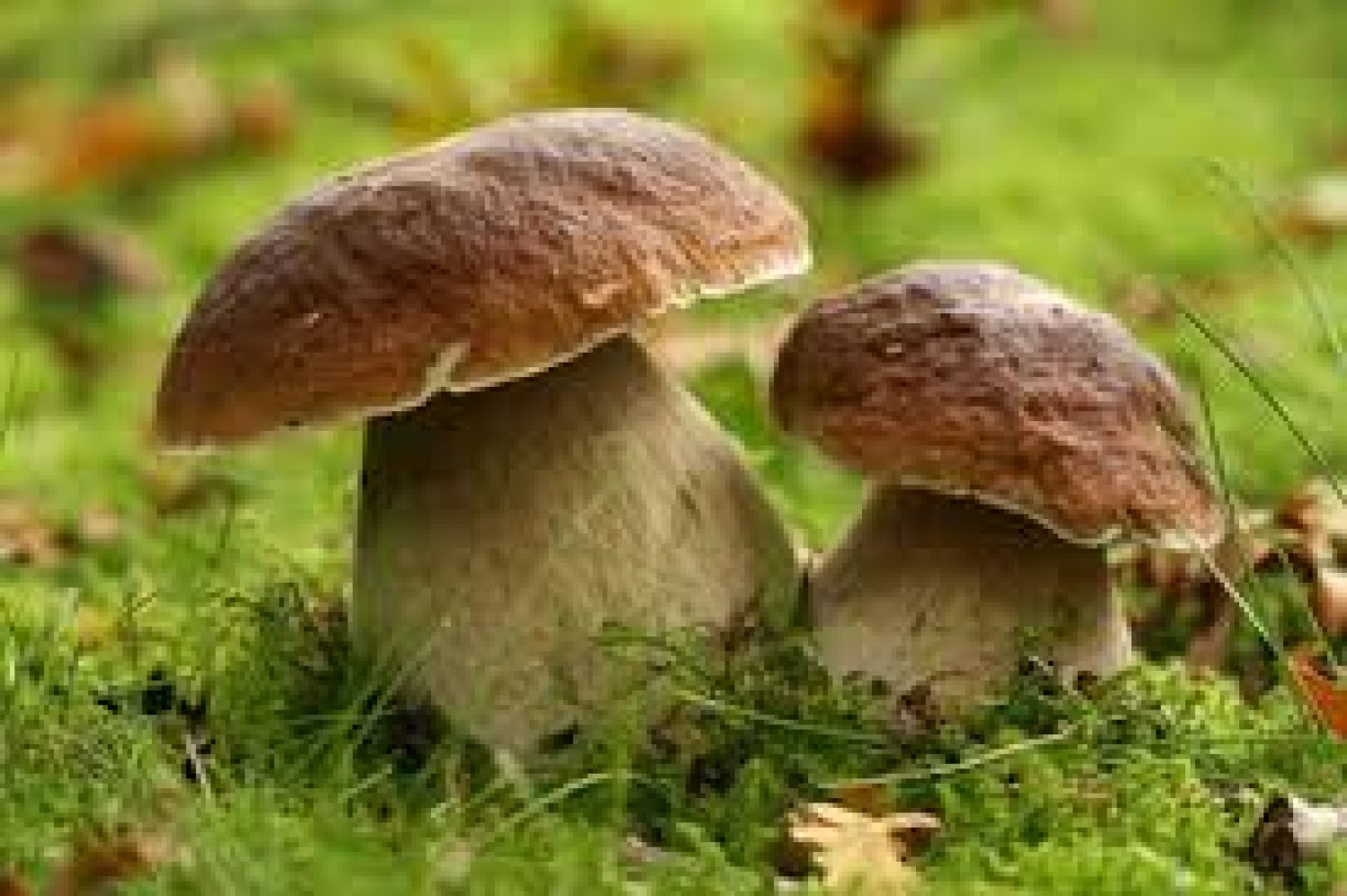A la découverte des champignons
