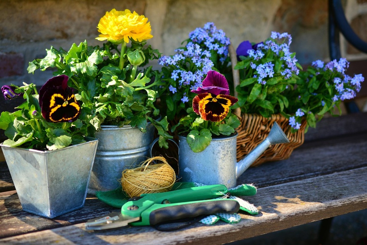 Troc de plantes