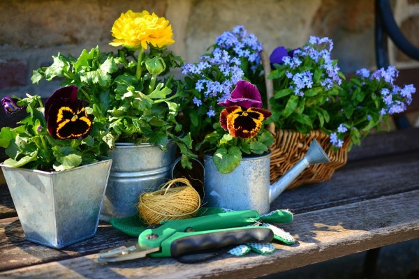 Troc de plantes